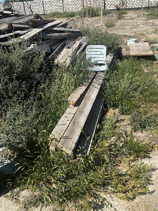 Агаш кругляк страпила половой агаш
