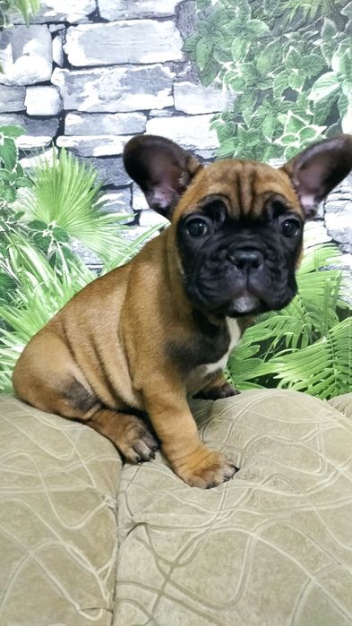 Французский бульдог