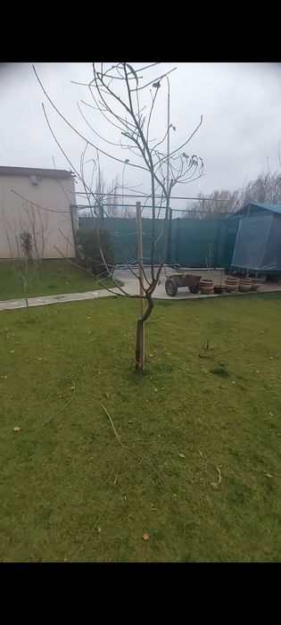 Archa kesish va gazon ekish xizmati