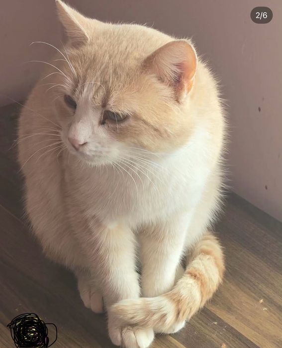 Котик срочно ищет дом