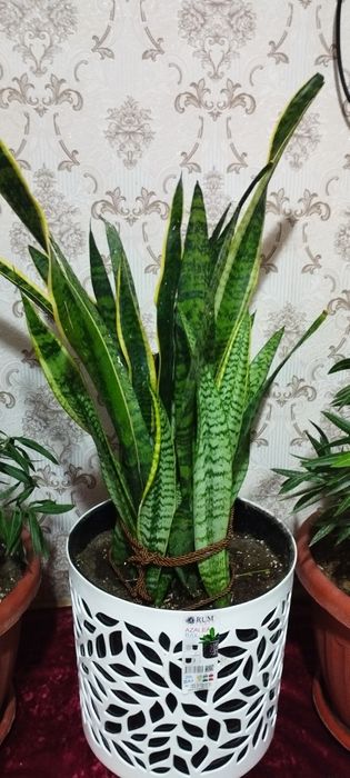 Сотилади сасувер гул