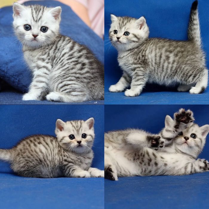 Шотландцы Котята Вискасы