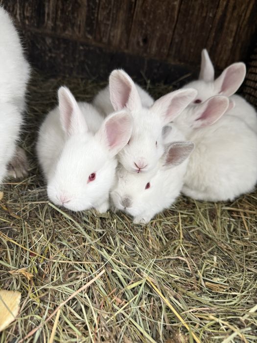 Iepurasi dragalasi pentru copilasi de pasti