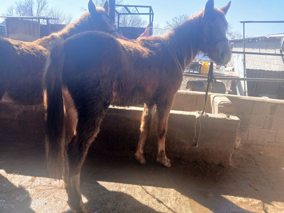 Продаю датчика 1.2