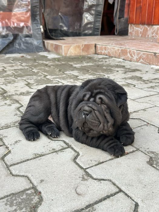 Femelă Shar Pei