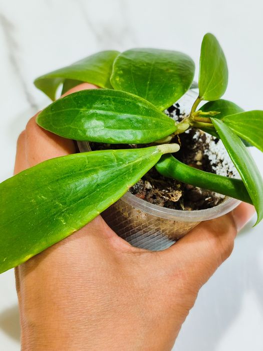 Хойя Глабра         .