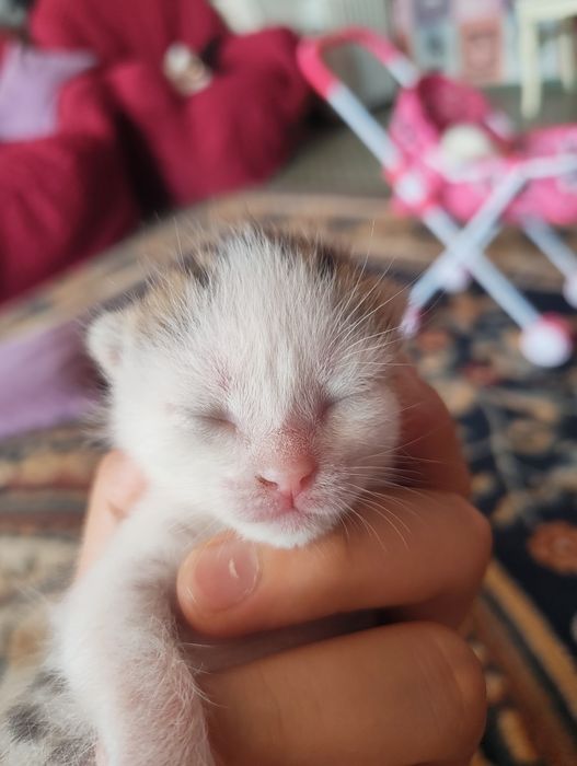Отдам трёх котят