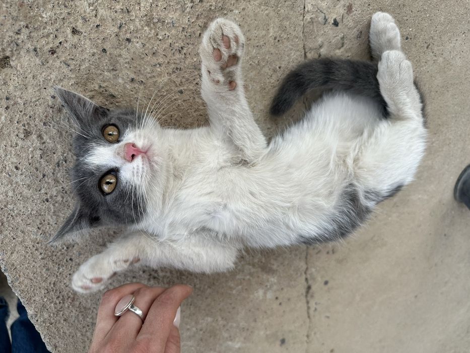 Прекрасные Крыселовы!