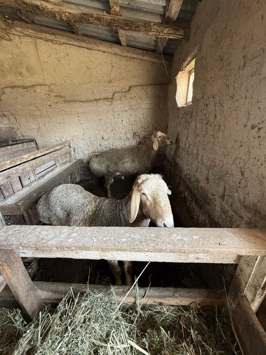 Қошқарлар тұқымдық