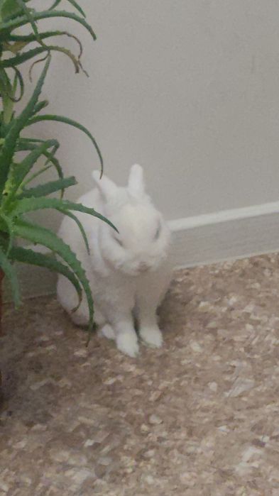 Ищем пару для нашего кролика