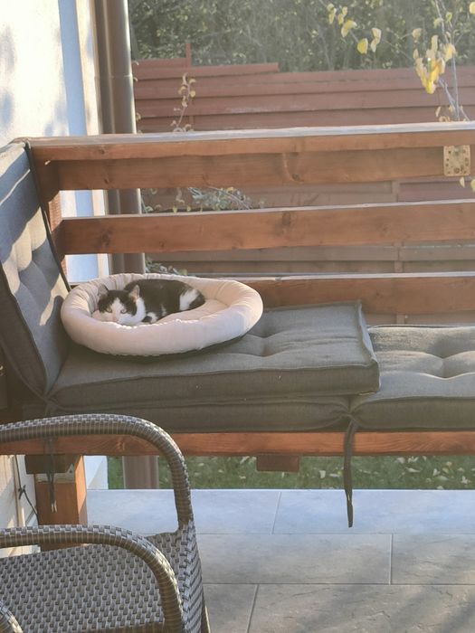 Pisici dragute  spre donare