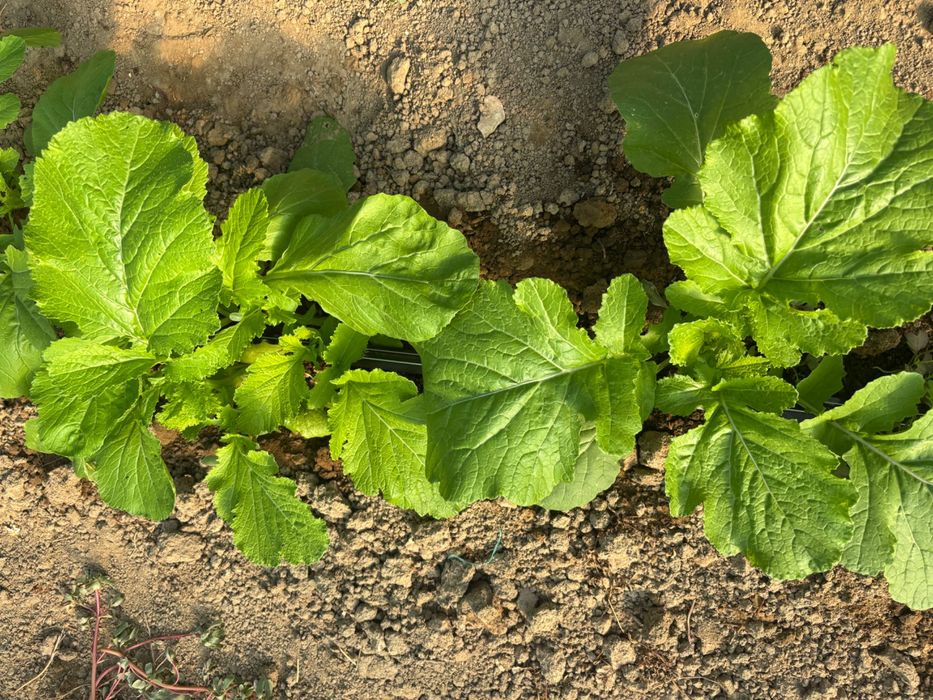 Varza kale/Mangold