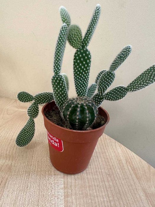 Продаю цветы  (кактусы сортовые, денежное дерево, каменная роза )