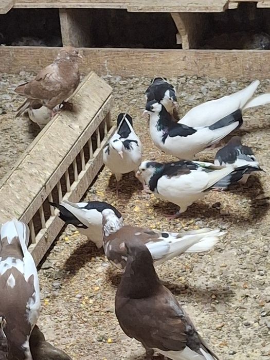 Пазарджишки високолетачи гълаби