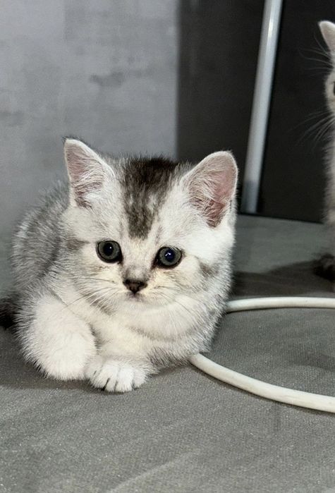 Продам чистокровного котёнка породы британская шиншилла
