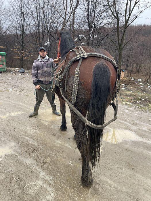 Vand manza de un an si 5lunu