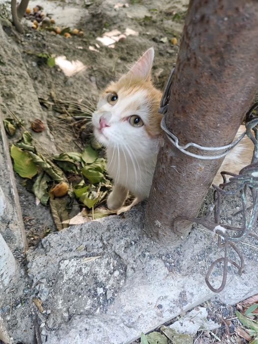 Котёнок мальчик ищет дом!