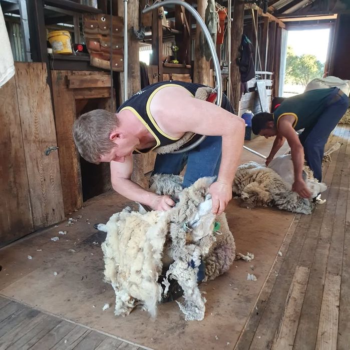 Qoʻy yongini mashinada olib beramiz