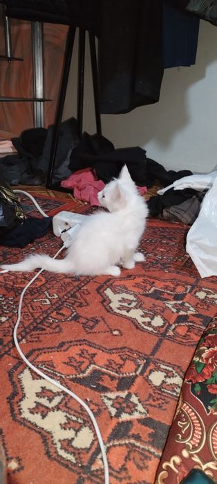 Котенок мысыктын баласы