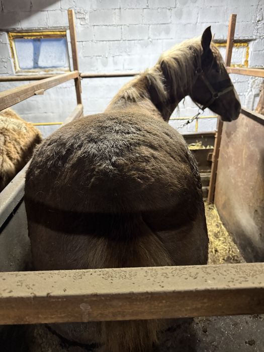 Лошадь с откорма