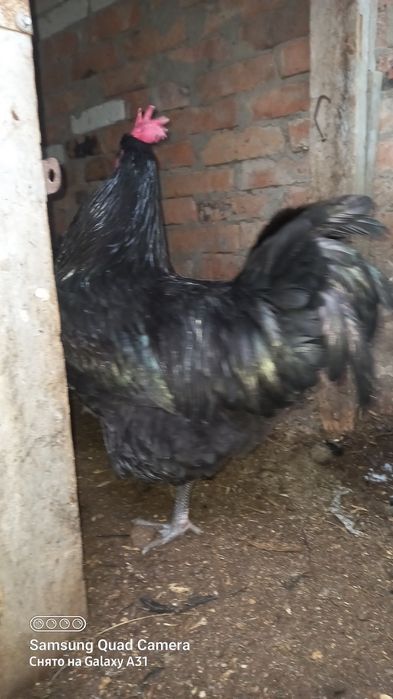 Продажа имеется яйцо