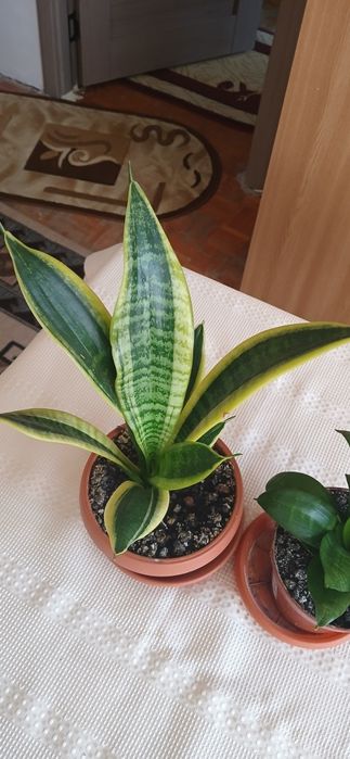2 ghivece Sansevieria 50 lei amândouă