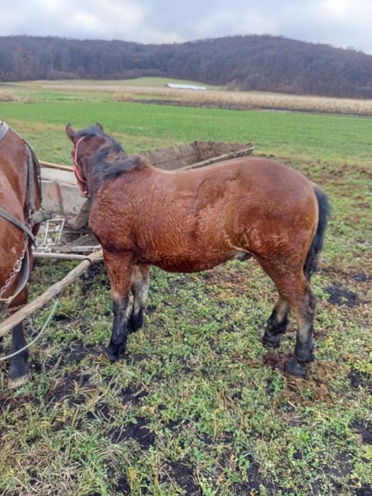 Mânz necastrat de vânzare de 9 luni!.