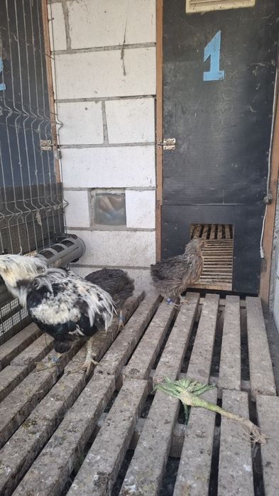 Gaini Araucana argintiu de   2+1