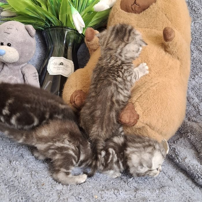 Шотландские вислоухие котята