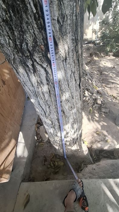 Ёнгок дарахти сотилади