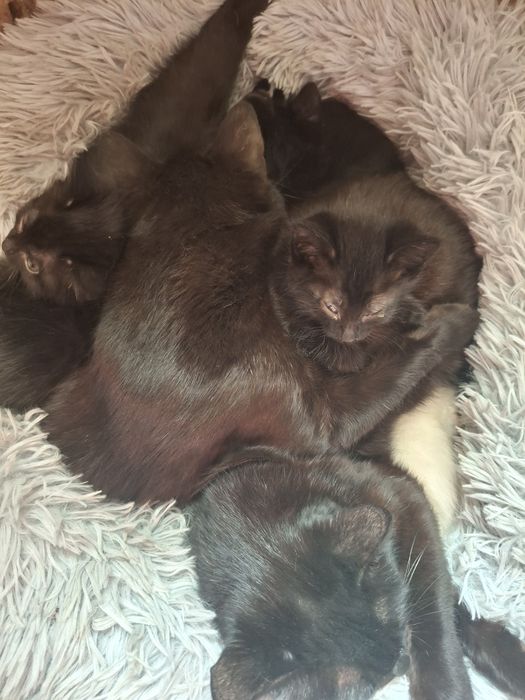 продам котят им 1 мес за 1500