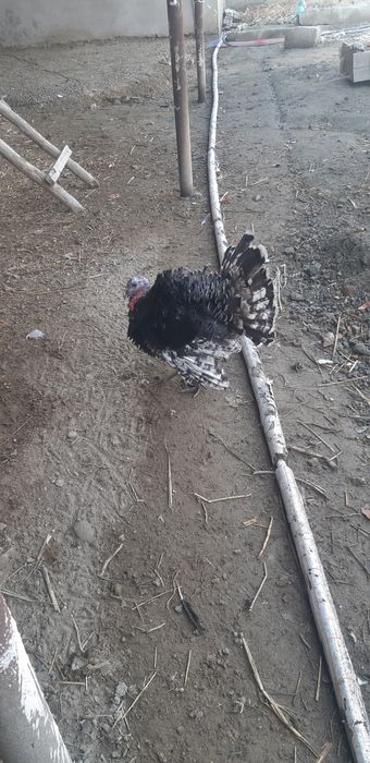 3 ta nar kurka sotiladi