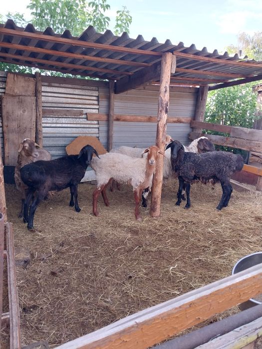 Продам жирных упитанный баран