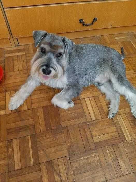 Продавам куче шнауцер...