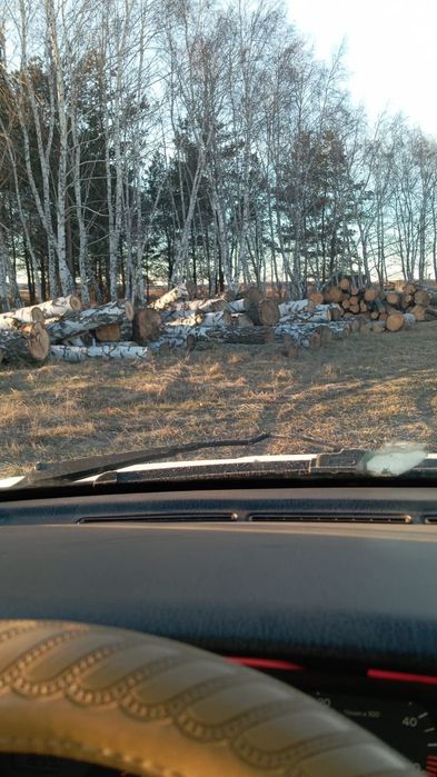 Лес пиловочник береза