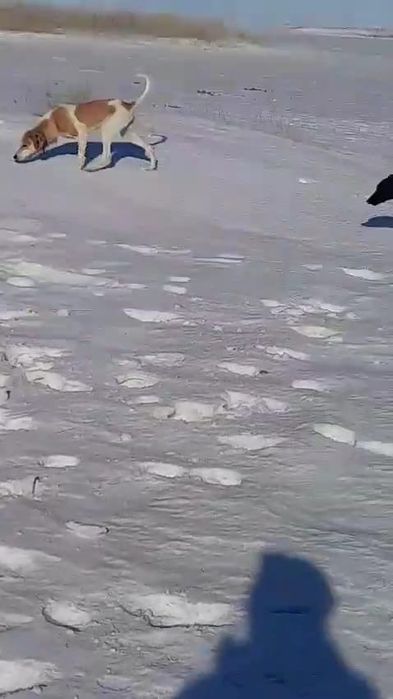 Рабочий гончяк девочка