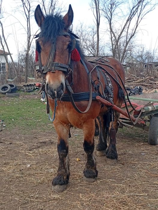 Vând său schimb cal castrat semgreu