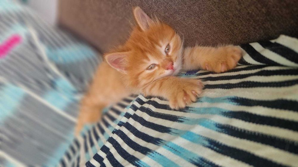 Котята ищут маму.