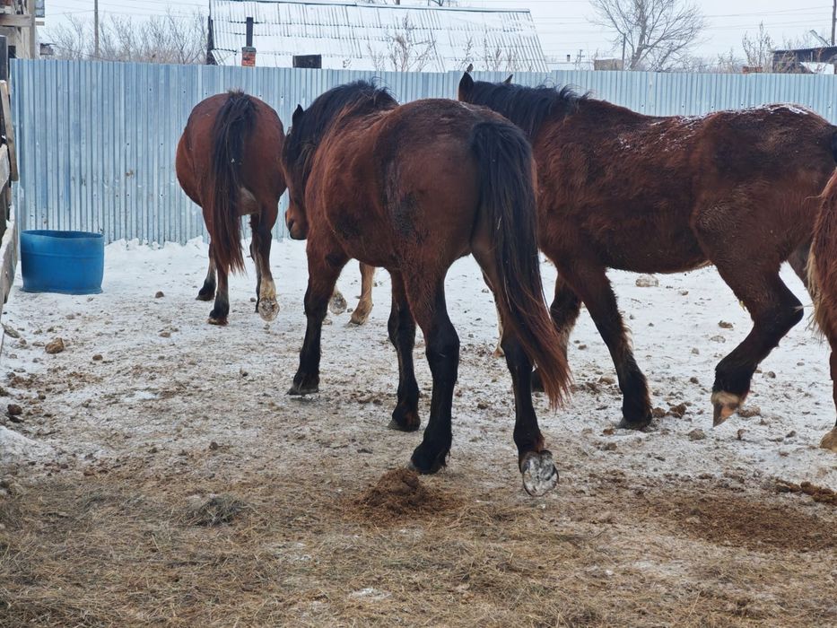 Айғыр сатылады..