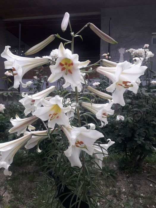 Сарик рангдаги лилия гулларидан сотилади. Шошилинг