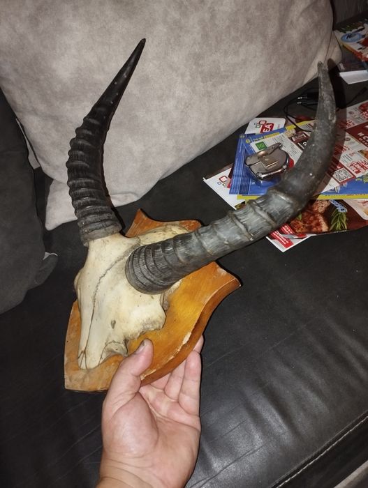 Различни Рога от срандаци