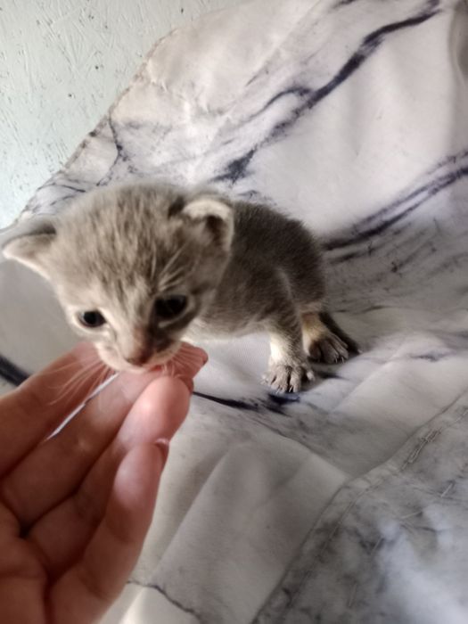 Отдам котят даром