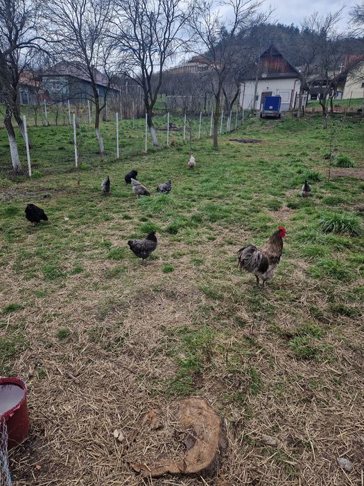 Vand ouă australorp