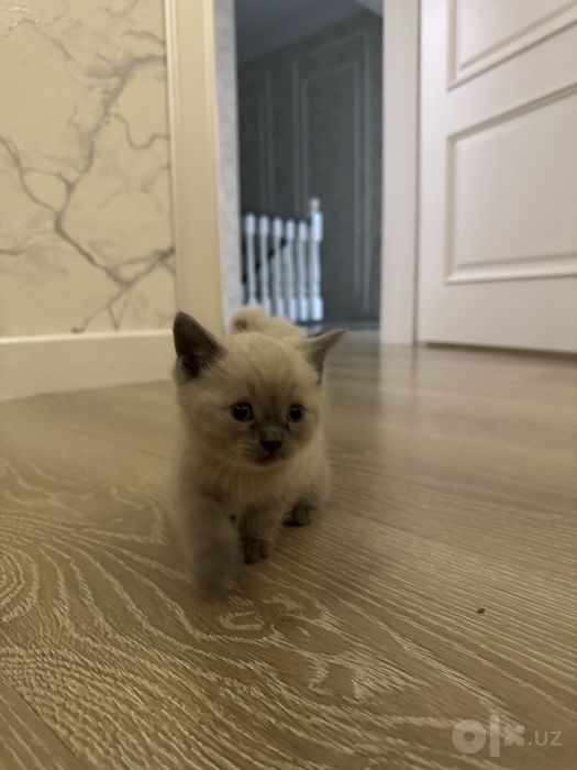 Котянок скотиш одномесячные