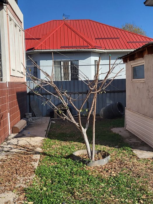 Спил деревьев обрезка плодовых деревьев