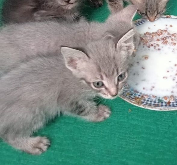 Отдам котят в хорошие руки