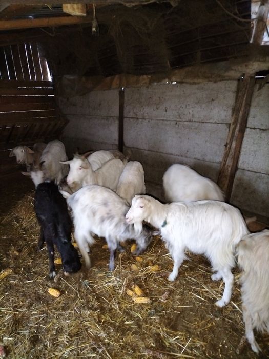 Vând capre gestante