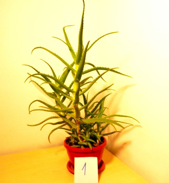 Aloe arborescens