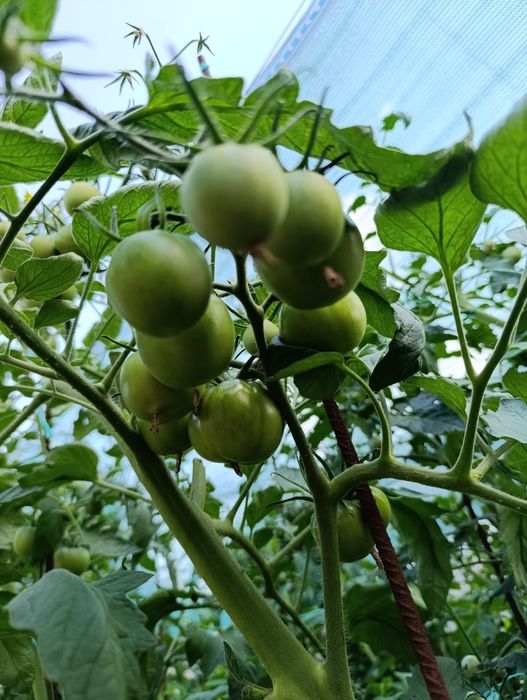 Biohumus / Vermicompost Pur - Ingrasamant Natural Humus de Râme