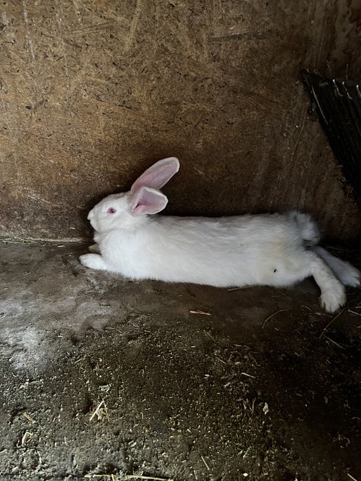 Vand iepuri buni de prăsilă